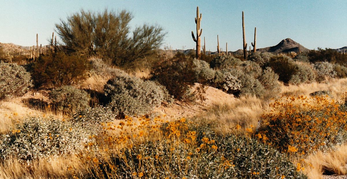 Dall''Arizona: Encelia farinosa (Asteraceae)