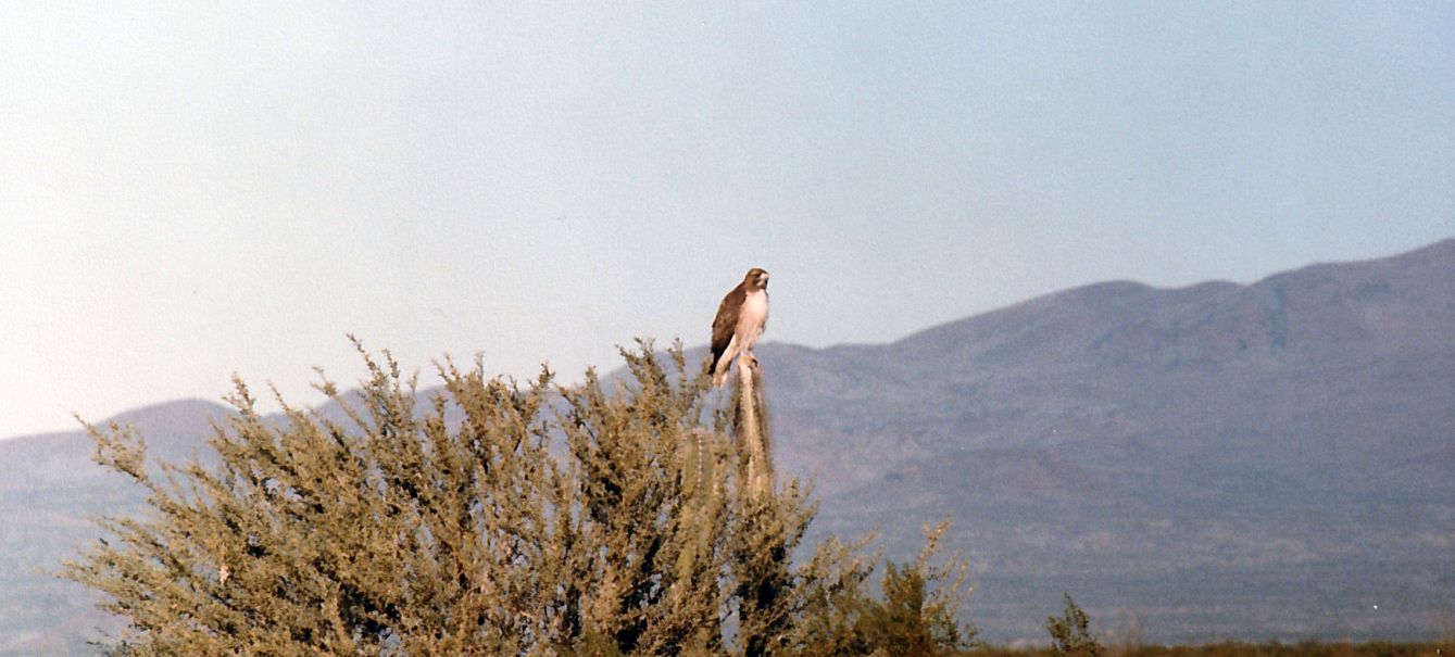 Dall''Arizona: Buteo jamaicensis