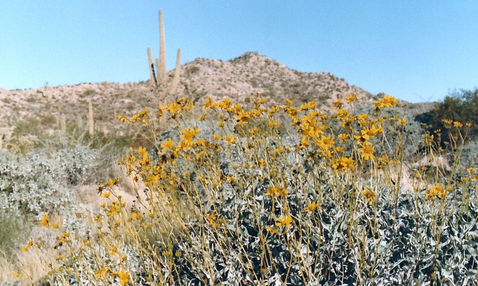 Dall''Arizona: Encelia farinosa (Asteraceae)