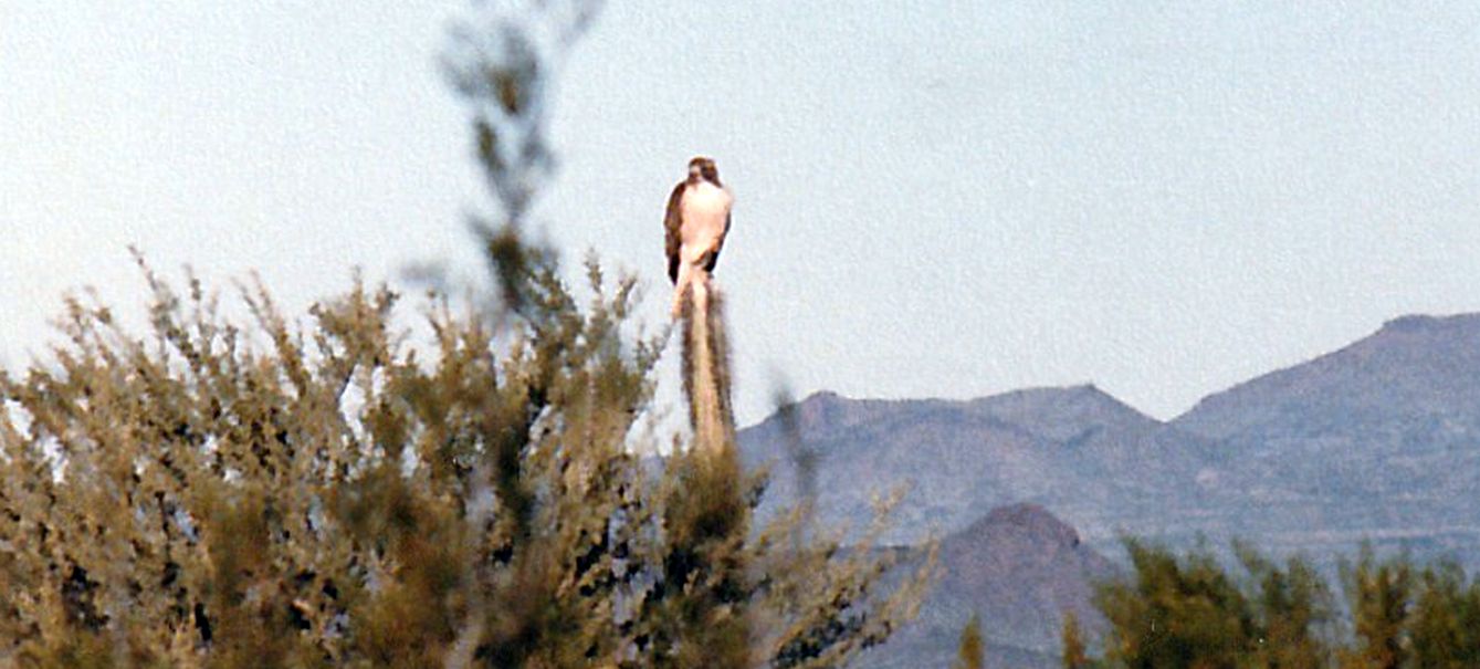 Dall''Arizona: Buteo jamaicensis