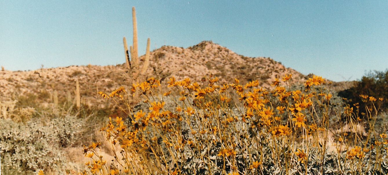 Dall''Arizona: Encelia farinosa (Asteraceae)