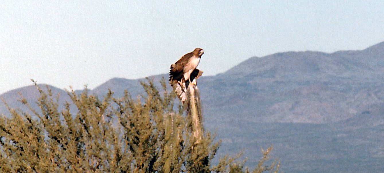 Dall''Arizona: Buteo jamaicensis