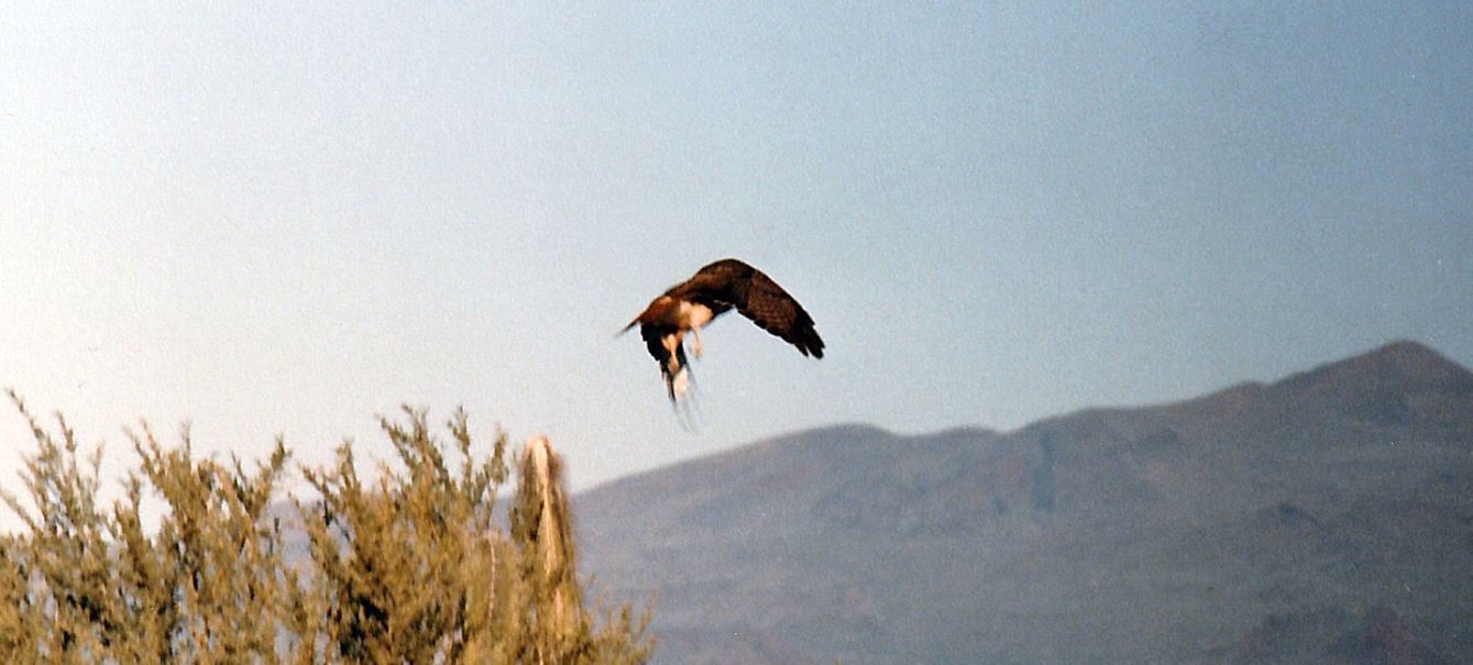 Dall''Arizona: Buteo jamaicensis