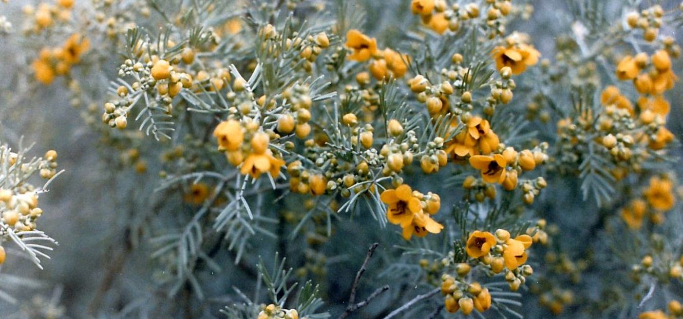 Dall''Arizona: Chamelaucium uncinatum?  S,...un cultivar