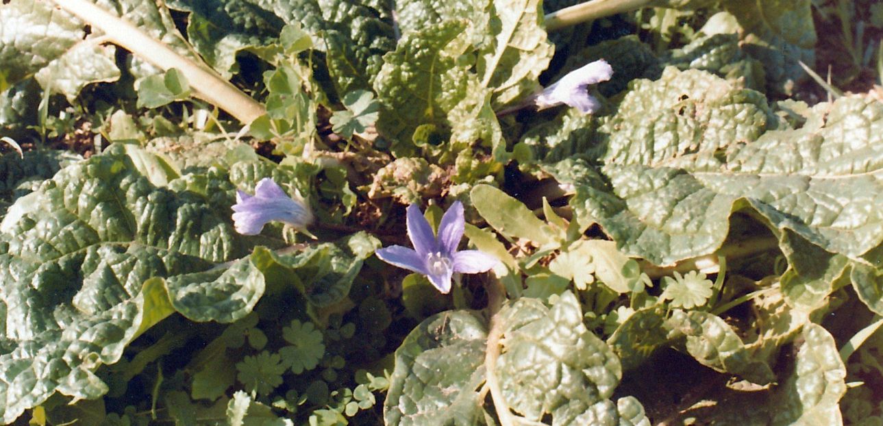 Dal Marocco: Mandragora autumnalis (Solanaceae)