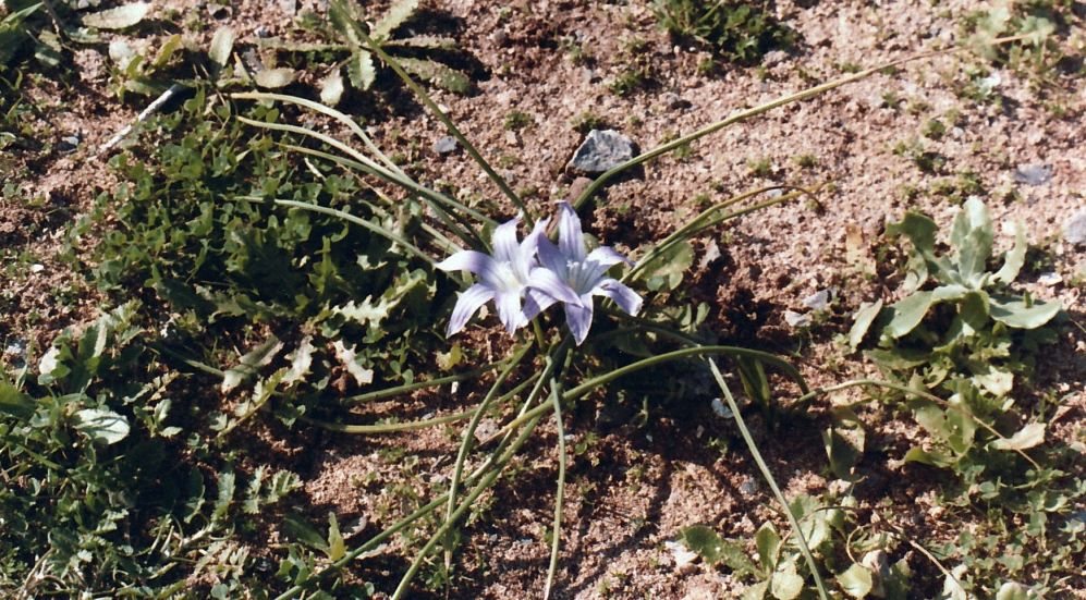Dal Marocco: Romulea cfr. ligustica (Iridaceae)