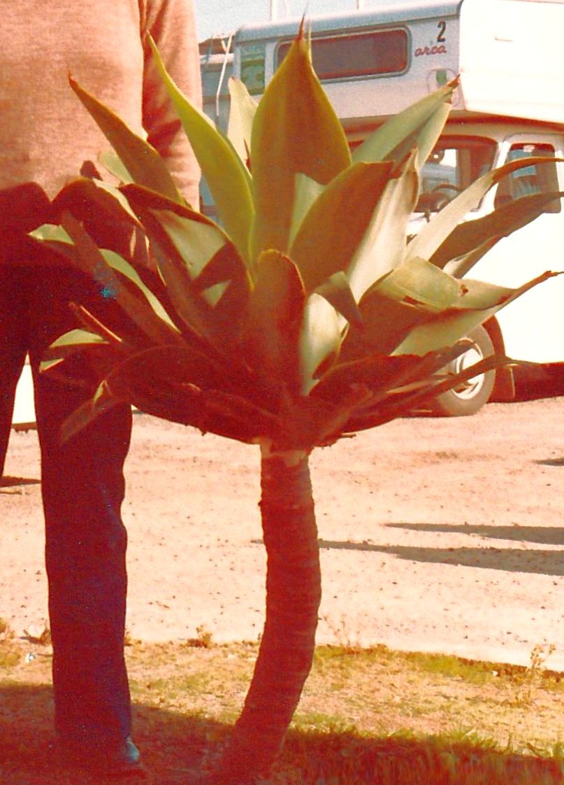 Dal Marocco: Agave attenuata