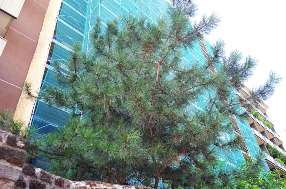 Pinus sp. in antesi?  S, Pinus nigra