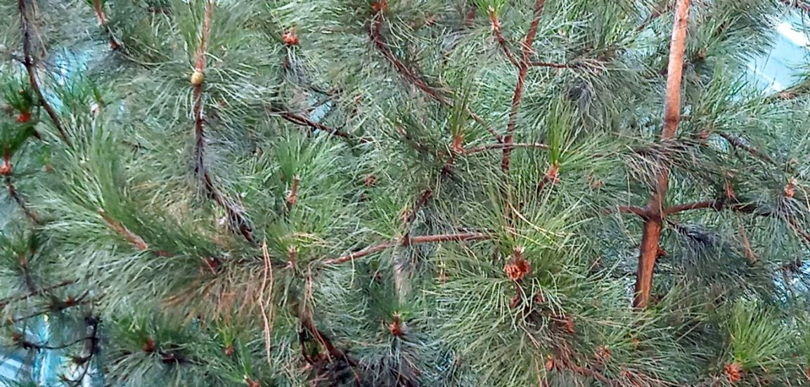 Pinus sp. in antesi?  S, Pinus nigra