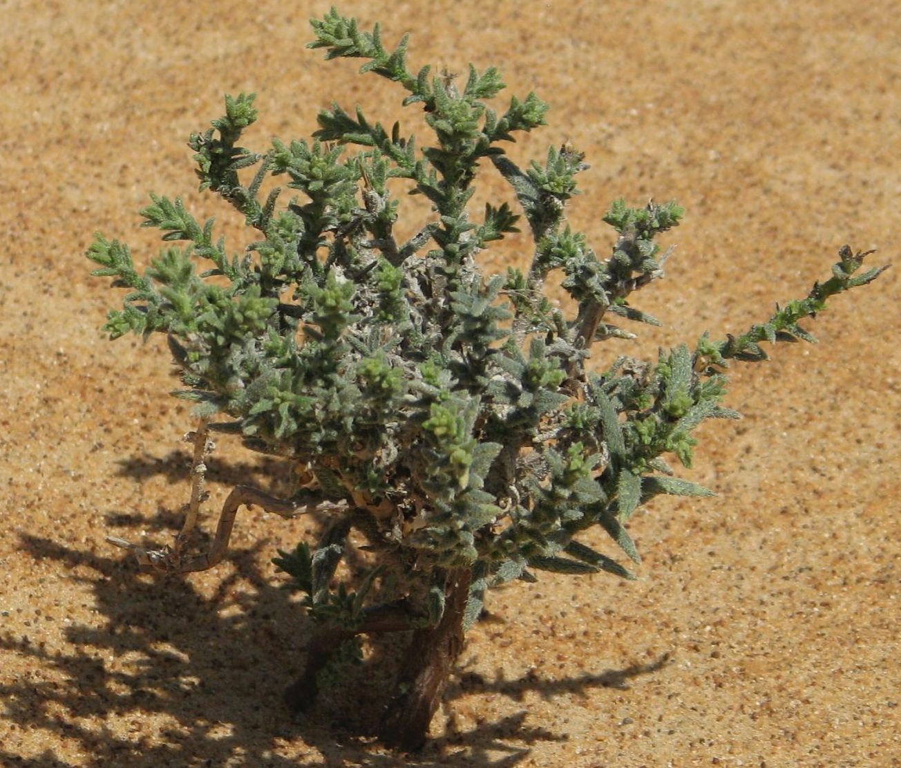 Oman: cfr. Heliotropium bacciferum