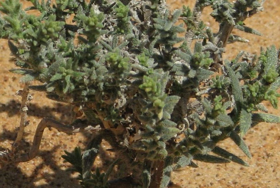 Oman: cfr. Heliotropium bacciferum