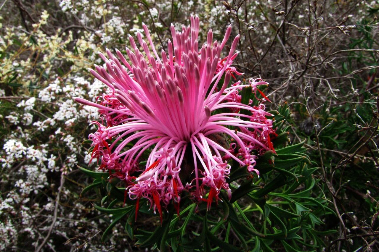 Fiore australiano: Isopogon dubius (Proteaceae)
