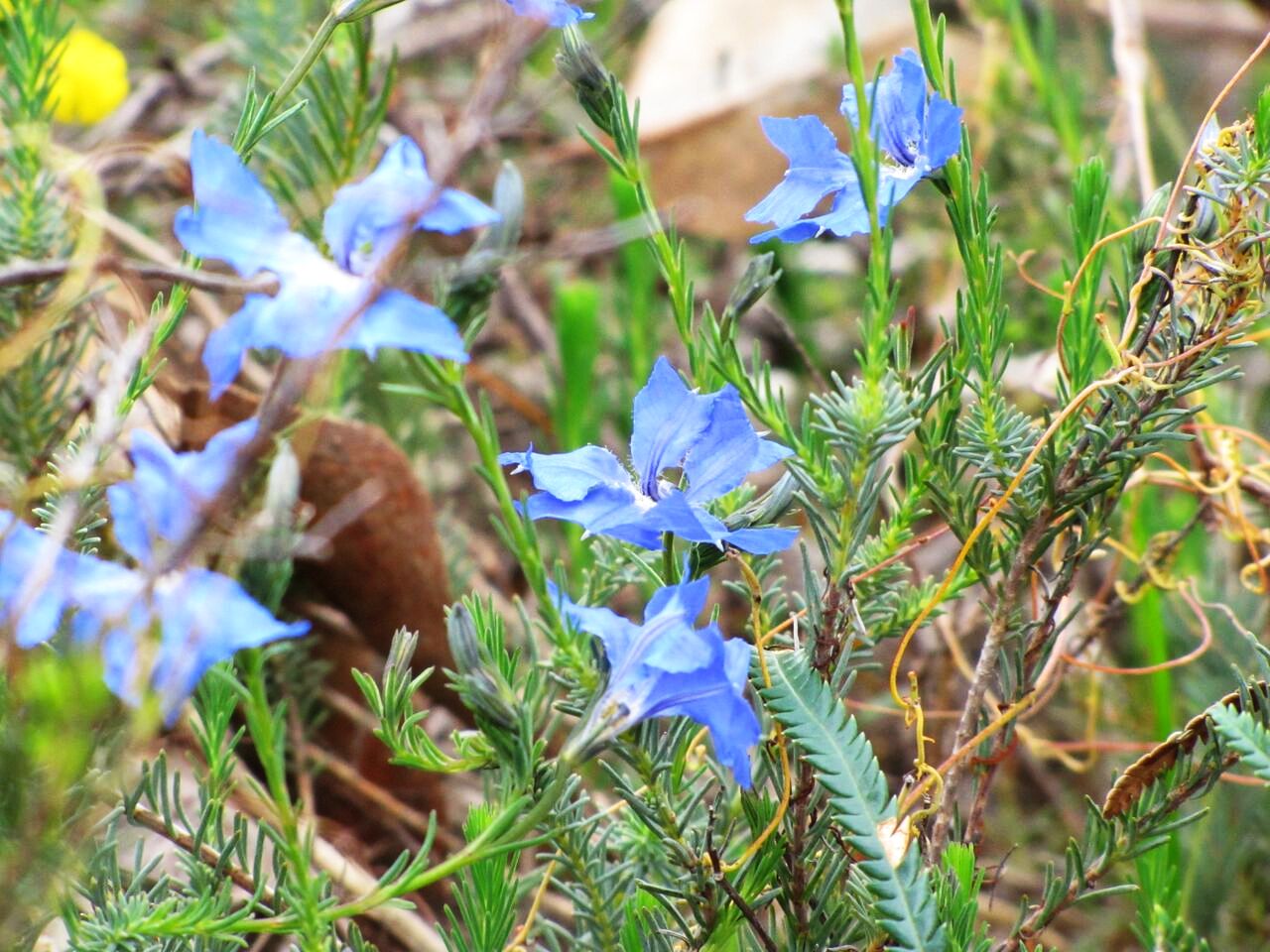 Fiore australiano:  Lechenaultia biloba (Goodeniaceae)