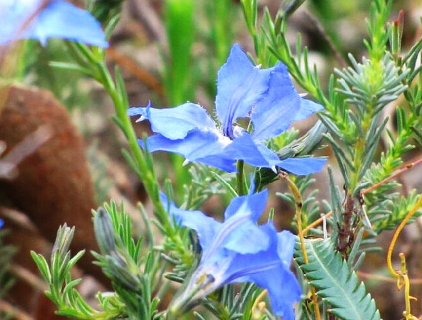 Fiore australiano:  Lechenaultia biloba (Goodeniaceae)