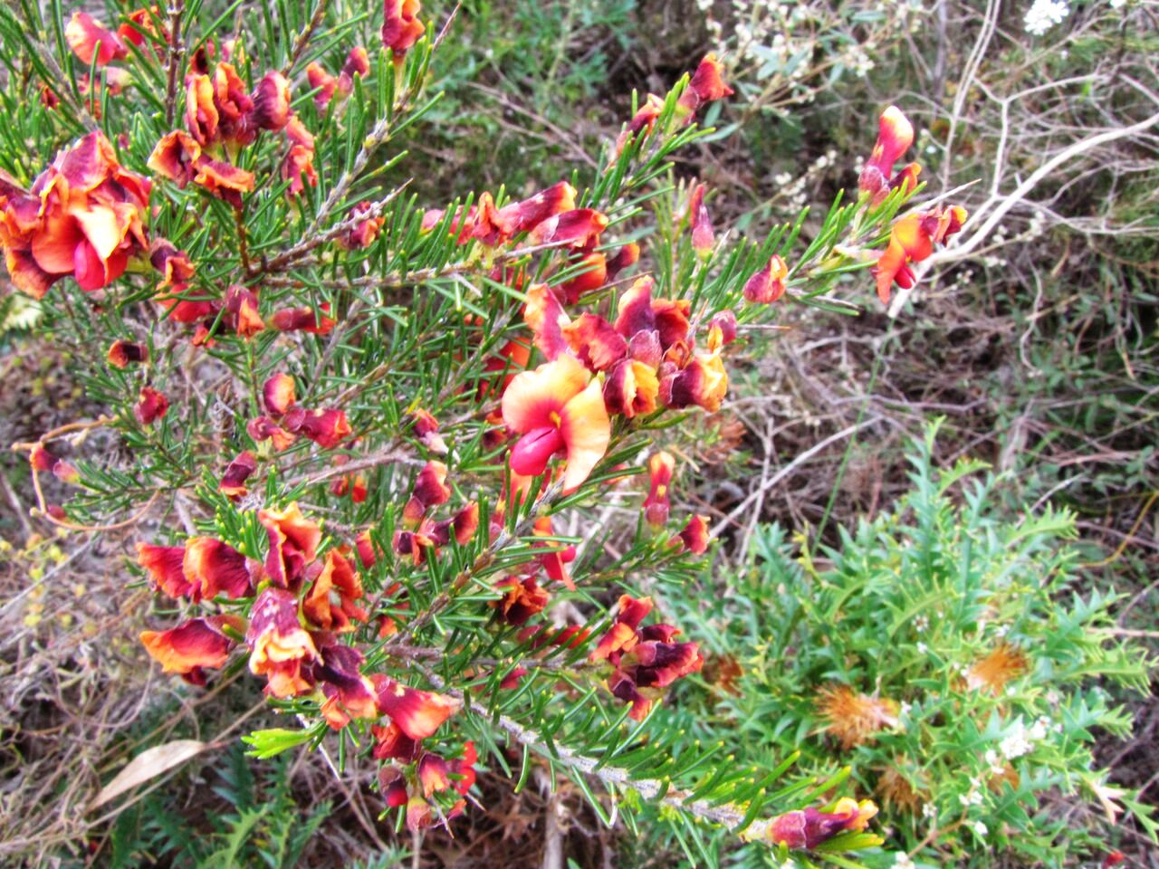 Fiore australiano:  Dillwynia sp. (Fabaceae)