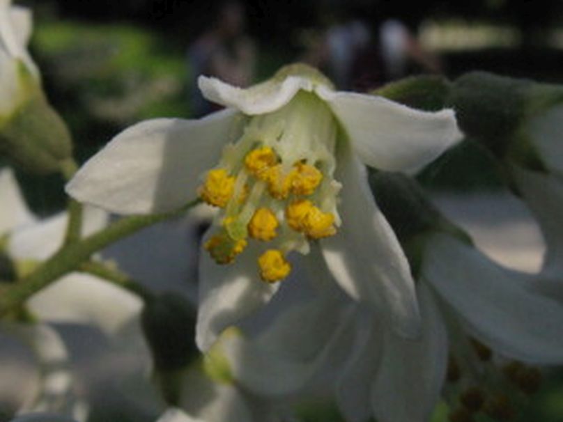 Deutzia...? Deutzia crenata