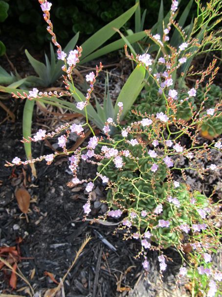 Dall''Australia:  Limonium hyblaeum (Plumbaginaceae)