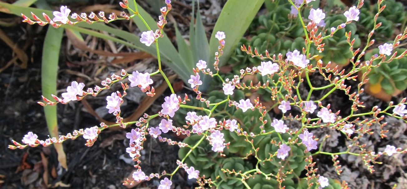 Dall''Australia:  Limonium hyblaeum (Plumbaginaceae)