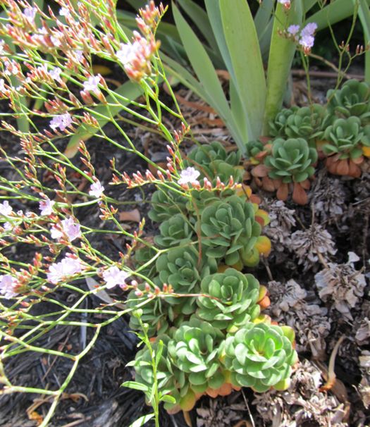 Dall''Australia:  Limonium hyblaeum (Plumbaginaceae)