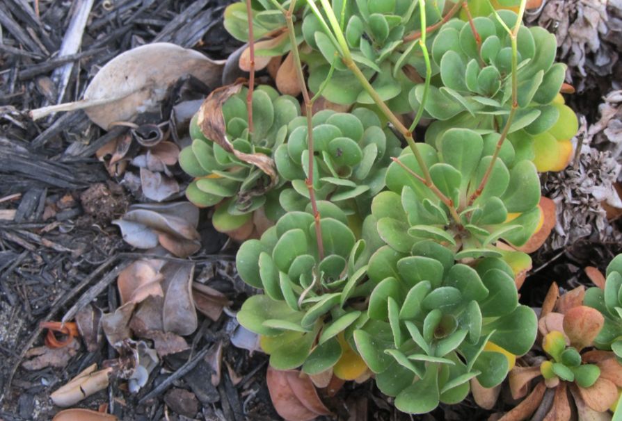 Dall''Australia:  Limonium hyblaeum (Plumbaginaceae)
