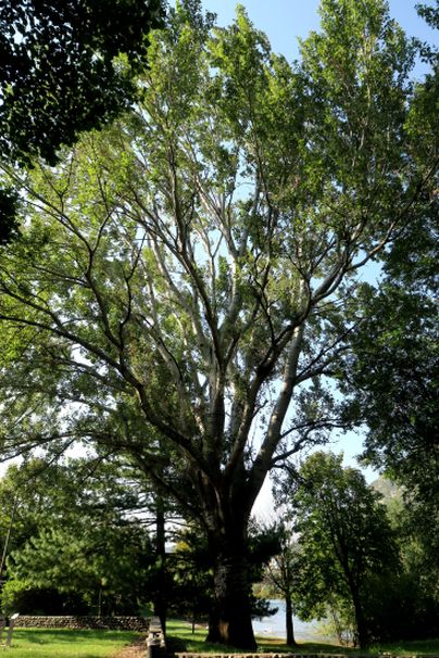 Betulla? No, Populus alba