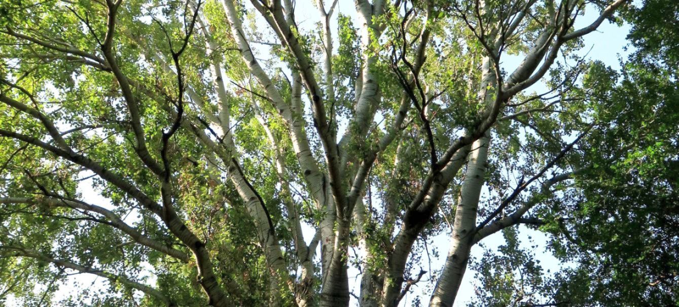 Betulla? No, Populus alba