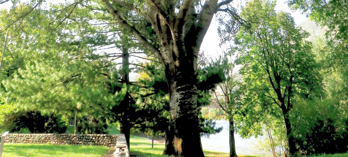 Betulla? No, Populus alba