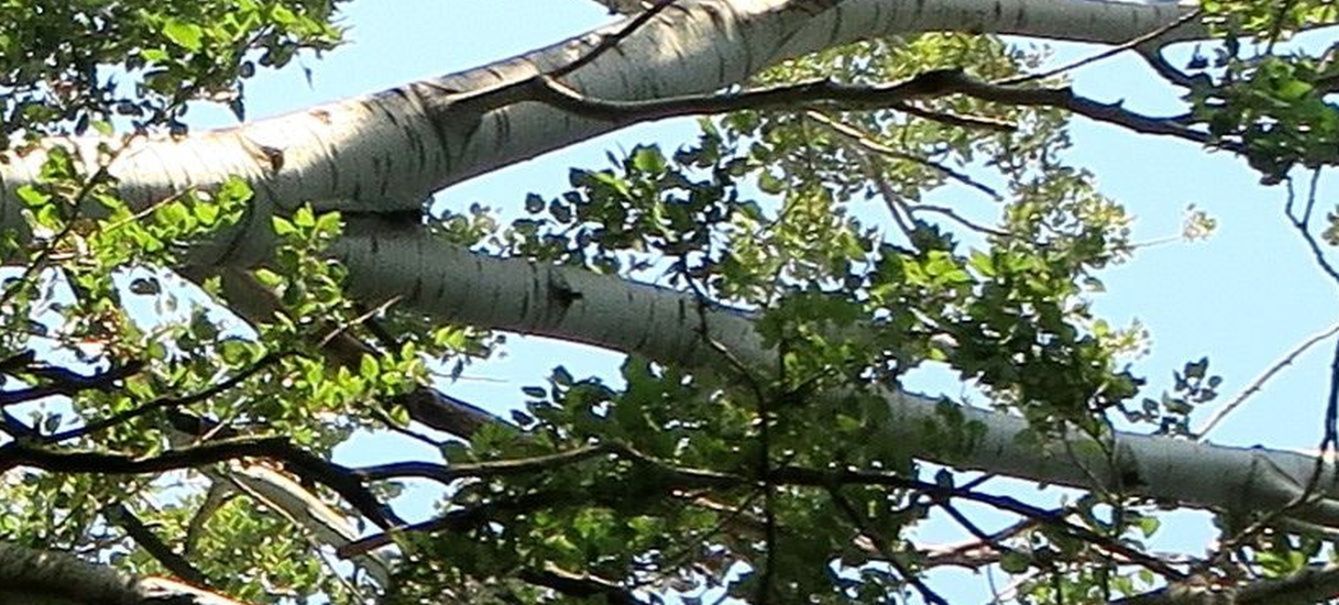 Betulla? No, Populus alba