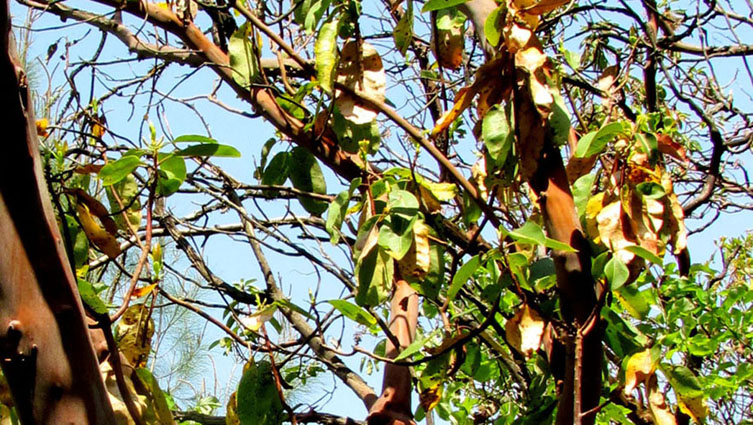 Albero turco dal tronco rossastro - Arbutus andrachne