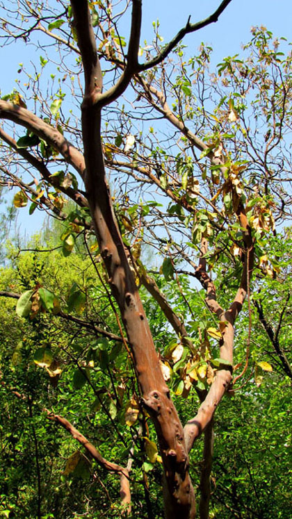 Albero turco dal tronco rossastro - Arbutus andrachne