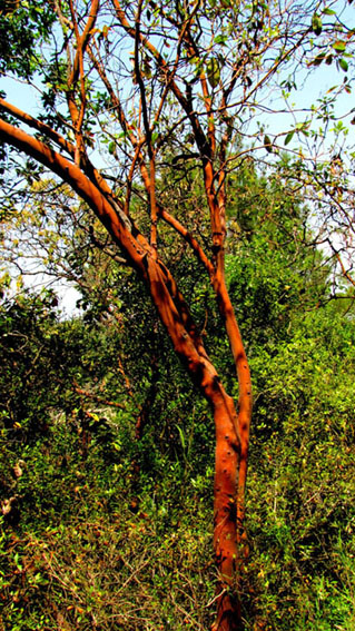 Albero turco dal tronco rossastro - Arbutus andrachne