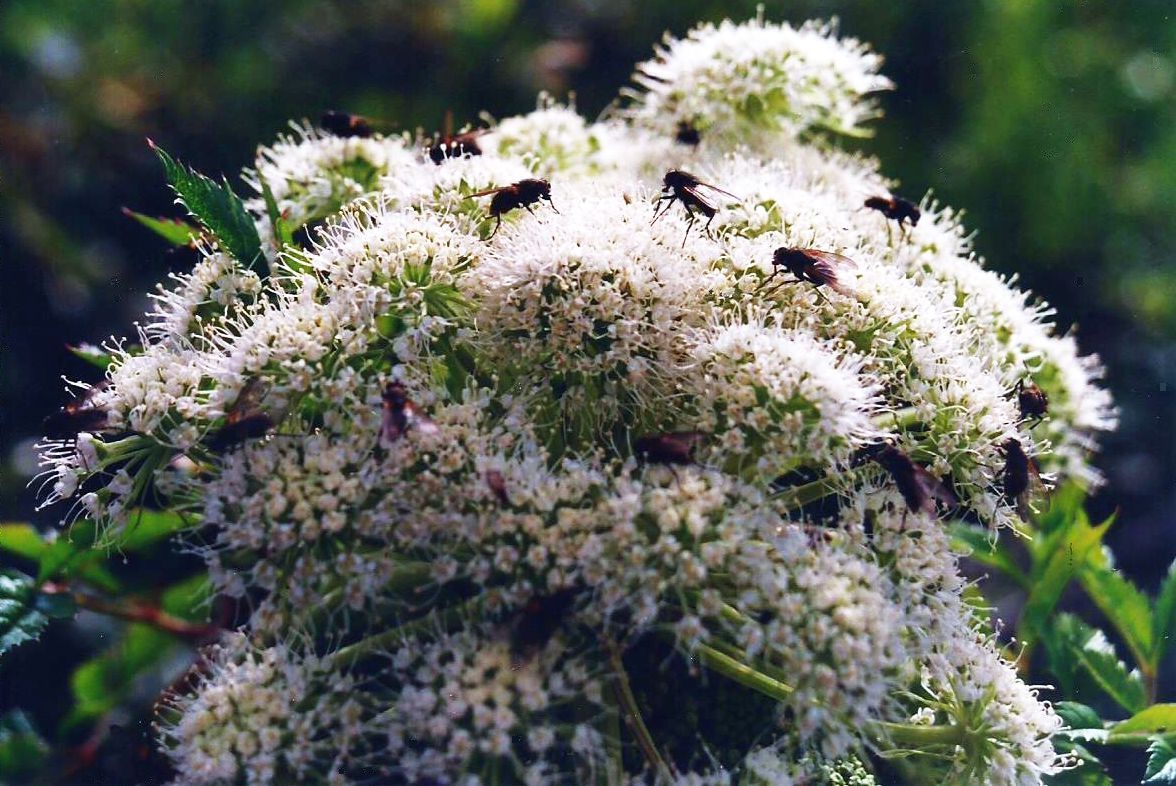 Apiacea islandese:  cfr. Angelica archangelica