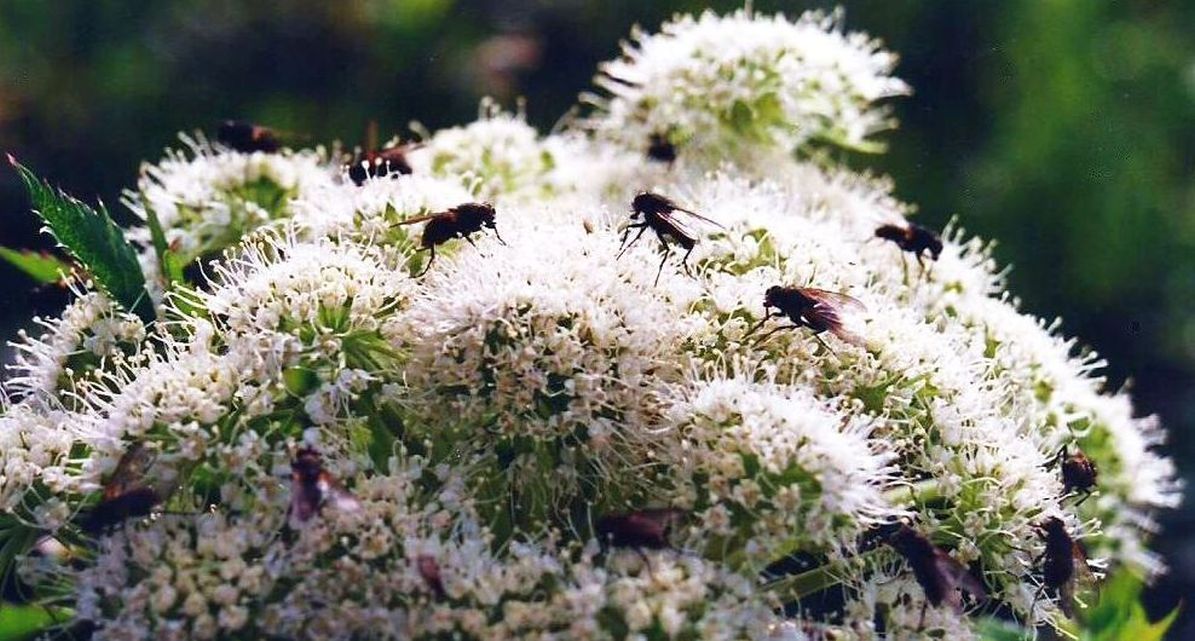 Apiacea islandese:  cfr. Angelica archangelica