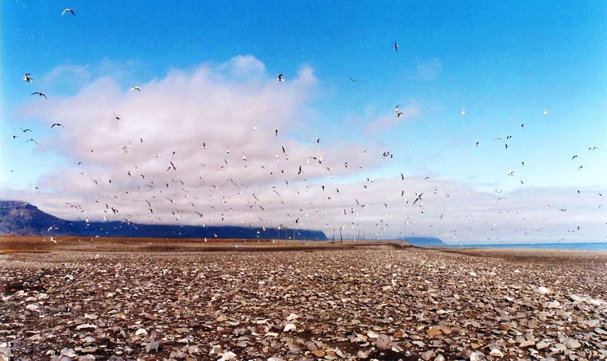 Uccelli islandesi: Sterna paradisaea e Stercorarius skua