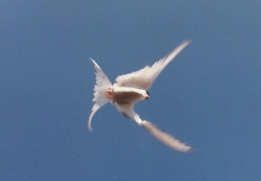 Uccelli islandesi: Sterna paradisaea e Stercorarius skua