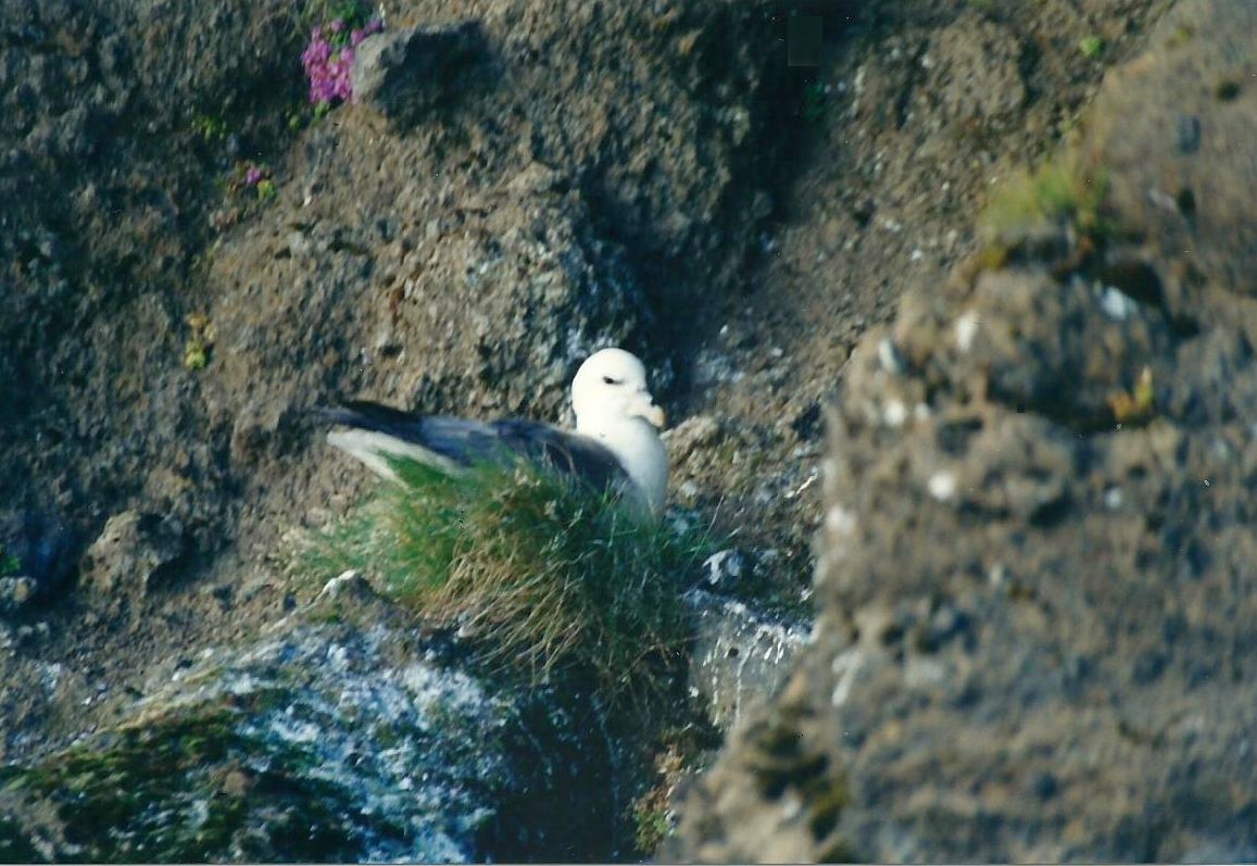 Uccelli islandesi: Fulmarus glacialis