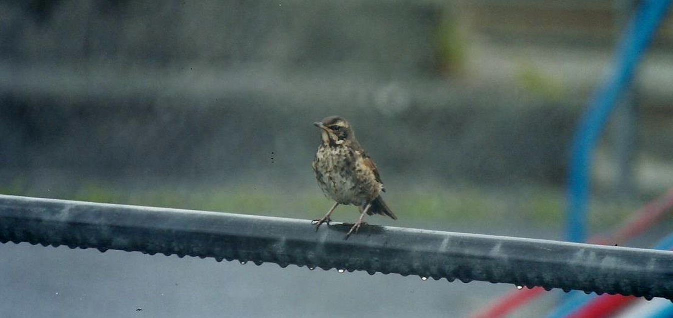 Tordo sassello islandese (Turdus iliacus coburni)