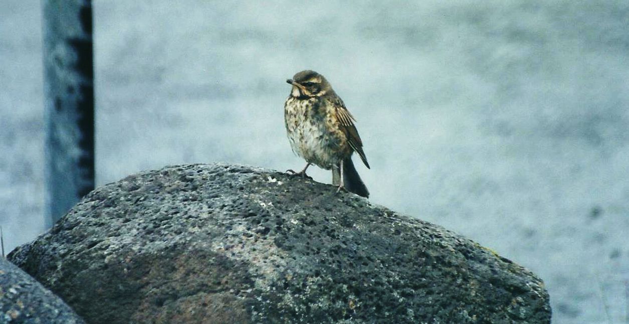 Tordo sassello islandese (Turdus iliacus coburni)