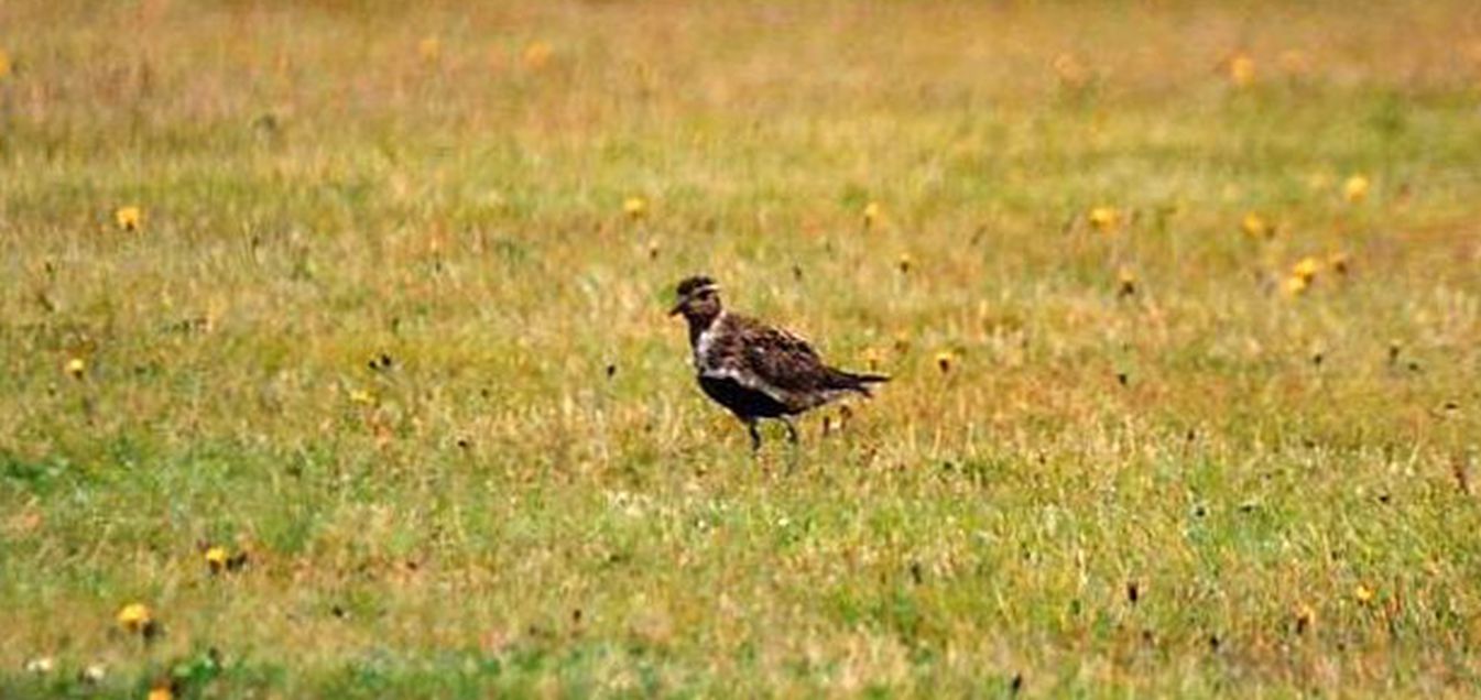 Uccello islandese:  Piviere dorato (Pluvialis apricaria)