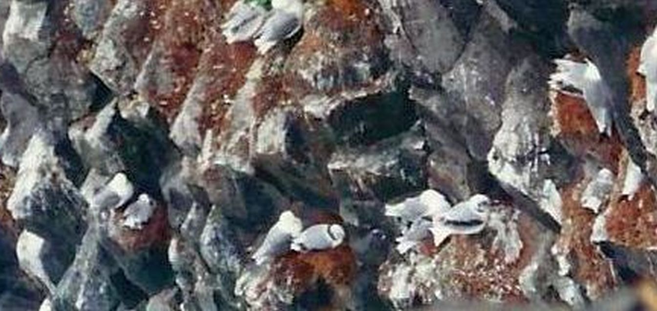 scogliere islandesi: Gabbiano tridattilo (Rissa tridactyla)