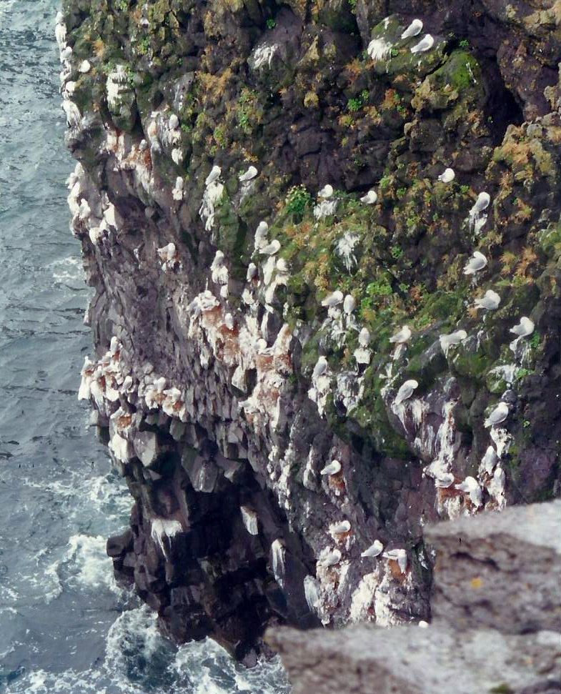scogliere islandesi: Gabbiano tridattilo (Rissa tridactyla)