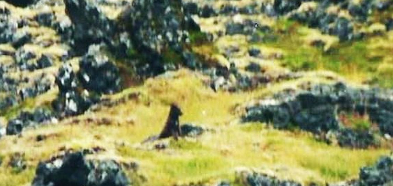In Islanda:  Volpe artica (Vulpes lagopus)