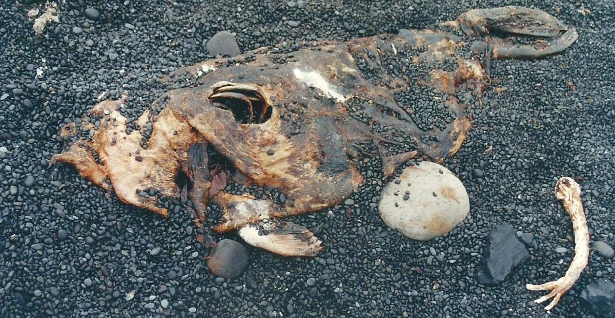 In Islanda: carcassa di foca