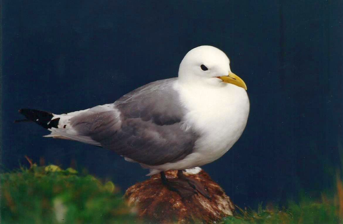 Islanda: Gabbiani tridattili e Gazze marine (Alca torda)