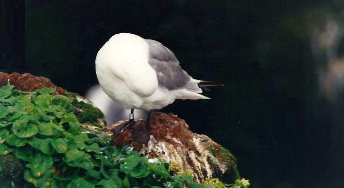 Islanda: Gabbiani tridattili e Gazze marine (Alca torda)