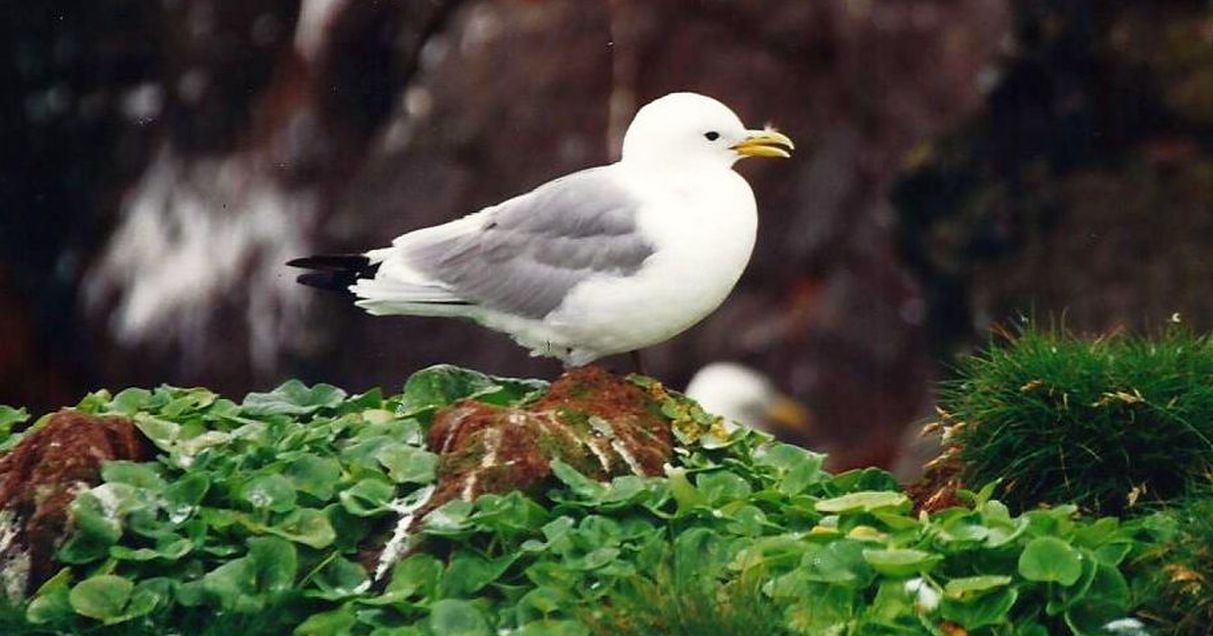 Islanda: Gabbiani tridattili e Gazze marine (Alca torda)