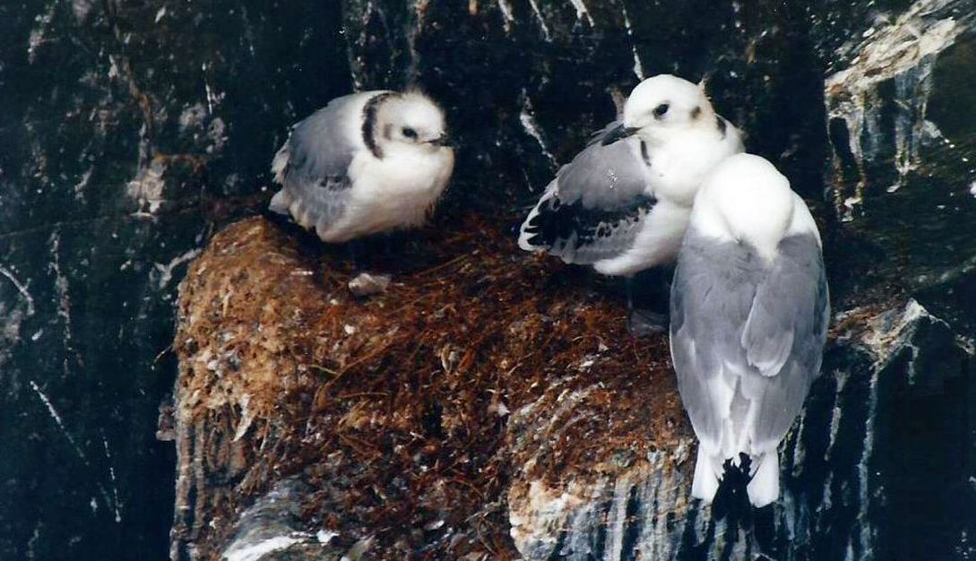 Islanda: Gabbiani tridattili e Gazze marine (Alca torda)