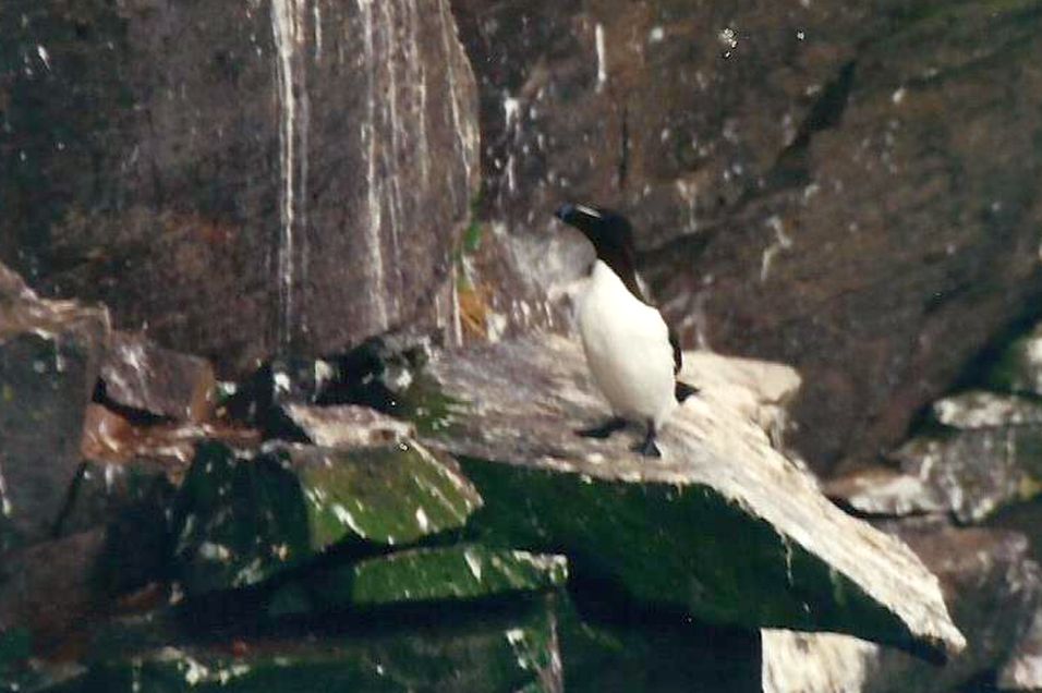 Islanda: Gabbiani tridattili e Gazze marine (Alca torda)