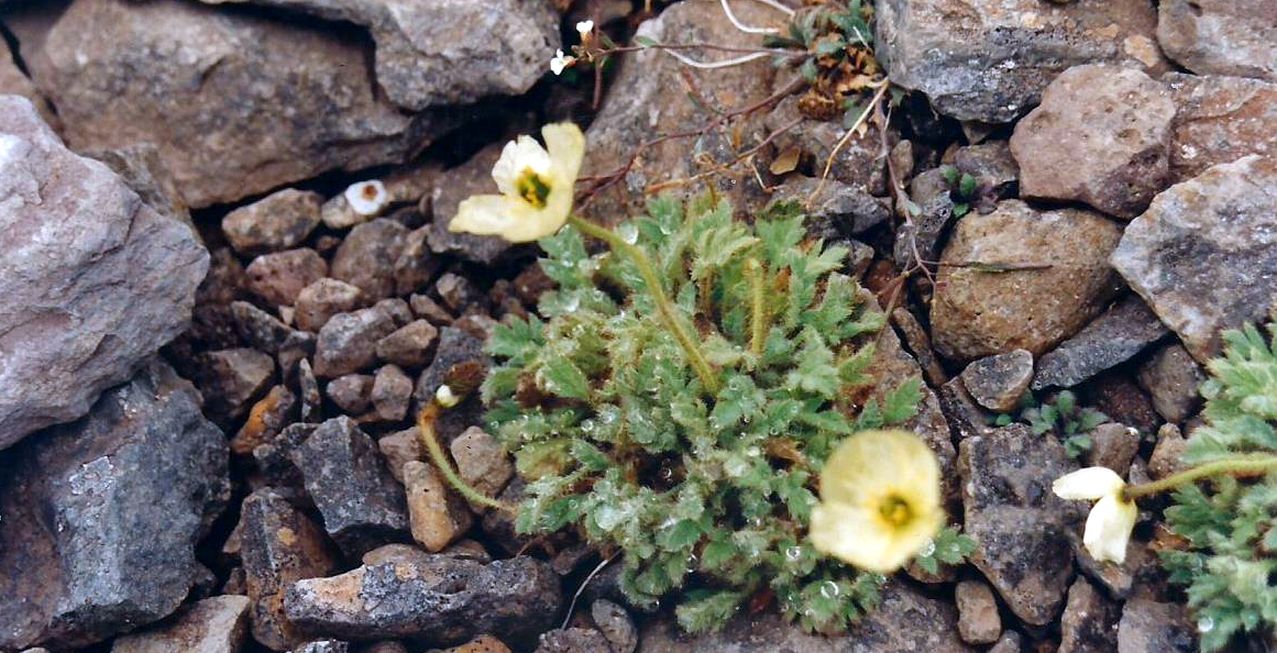 Islanda:  Papaver radicatum