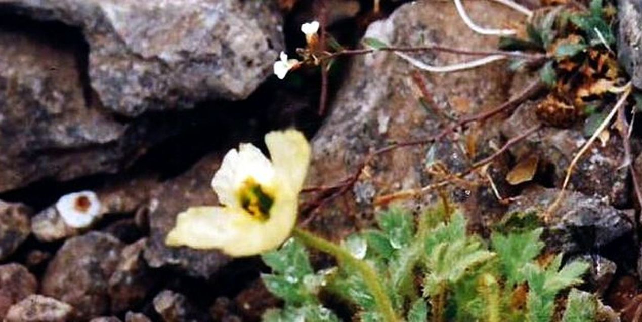 Islanda:  Papaver radicatum